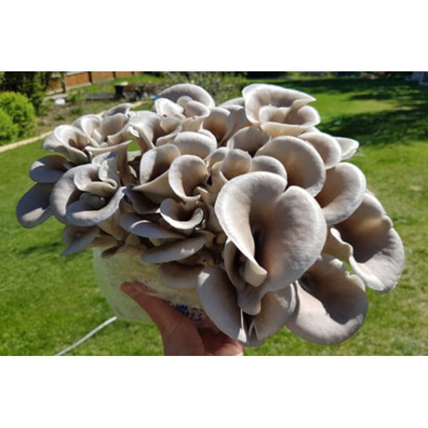 A hand holding a cluster of fresh oyster mushrooms outdoors on a sunny day.