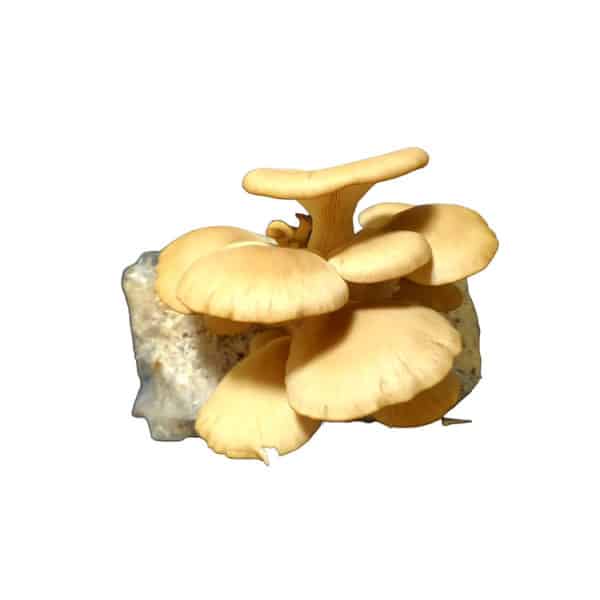 Yellow oyster mushrooms growing from a substrate block against a white background.