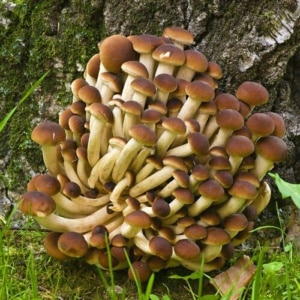 Pioppino Mushroom Spawn (Agrocybe aegerita) produces clusters of brown-capped mushrooms, perfect for growing at the base of a mossy tree trunk.