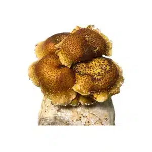 Cluster of brown and yellow scaly mushrooms growing on a block against a white background.