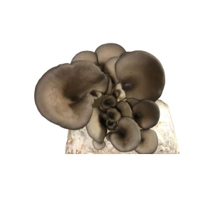 A cluster of dark grey oyster mushrooms growing from a white block, viewed from above.