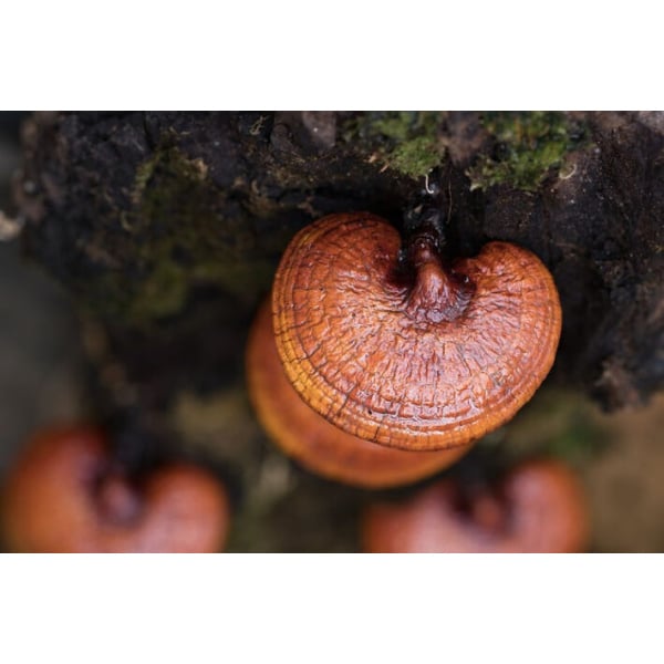 Close-up of reddish-brown mushrooms growing on a mossy log.