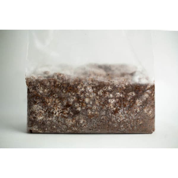 A plastic bag filled with brown substrate and white fungal mycelium growing throughout it.