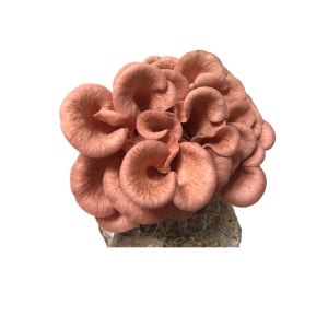 Pink oyster mushrooms growing in a cluster on a substrate, isolated on a white background.