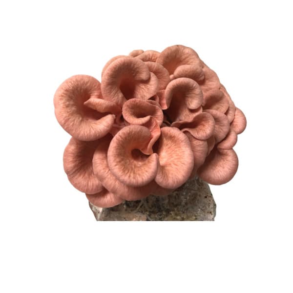 Pink oyster mushrooms growing in a cluster on a substrate, isolated on a white background.