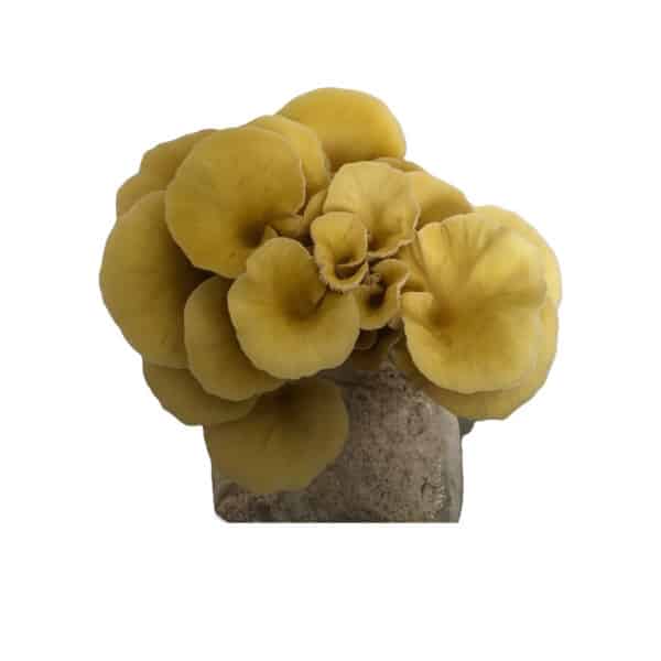A cluster of yellow oyster mushrooms growing from a substrate block, isolated on a white background.