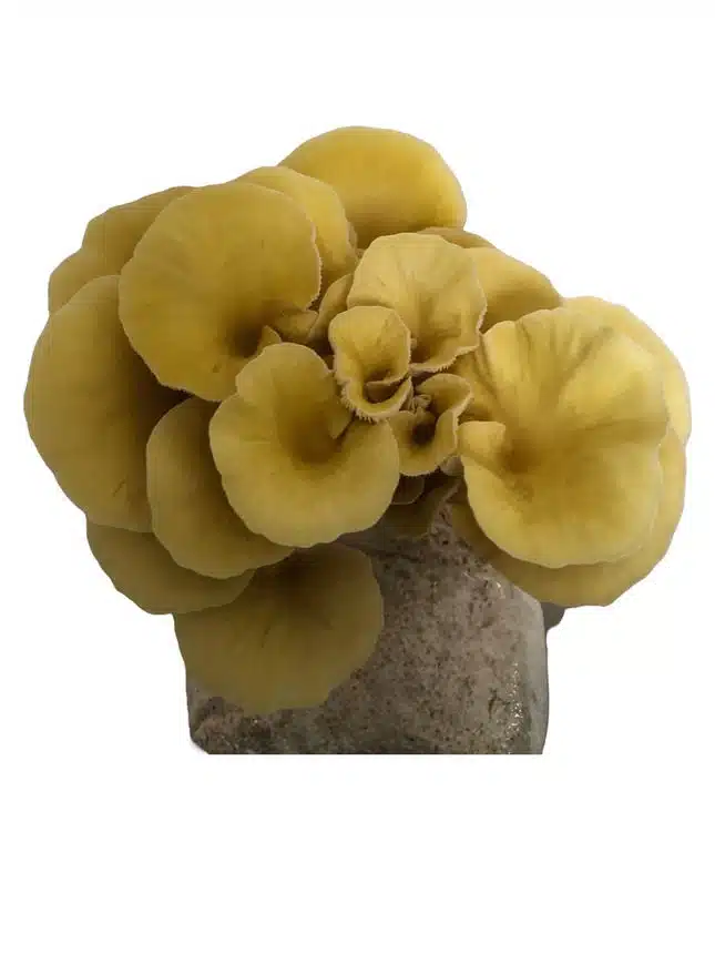 Gold Oyster Mushroom Growing Kit | Inject & Grow 7 A cluster of yellow oyster mushrooms growing from a substrate block, isolated on a white background.