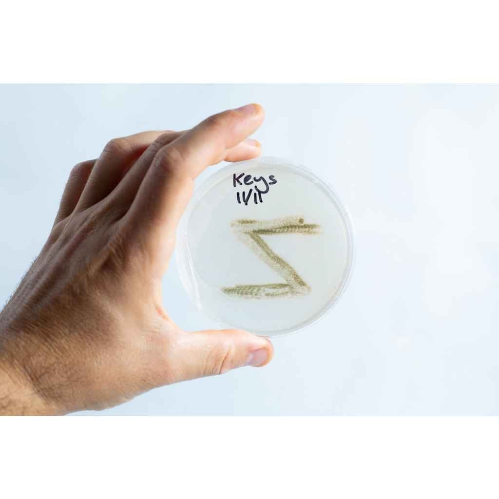 Swab and Grow Bacteria Growth Science Experiment 3 A hand holds an agar Petri dish MEA from the School Science Fun Project Kit, labelled “Keys 11/11,” displaying a fuzzy pattern—great for classroom experiments.