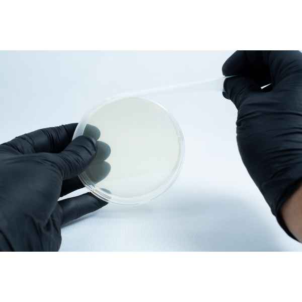 Gloved hands opening an agar Petri dish MEA School Science Fun Project Kit with a clear lid on a white background—ideal for school experiments and science fun projects.