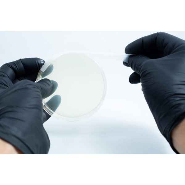 Gloved hands opening an Agar petri dish MEA School Science Fun Project Kit in a laboratory—ideal for exciting school experiments or fun science projects.