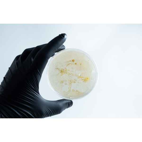 A hand in a black glove holds the Agar petri dish MEA School Science Fun Project Kit with white and yellow substances inside—ideal for creative school experiments.