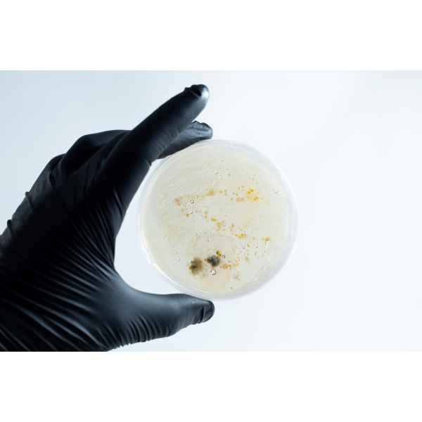A hand in a black glove holds the Agar petri dish MEA School Science Fun Project Kit with mould and bacterial colonies—ideal for exciting school experiments—against a white background.