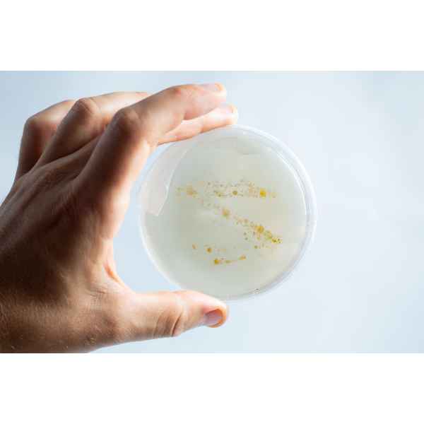 Hand holding the agar Petri dish MEA School Science Fun Project Kit with white and yellow bacterial colonies on a light background, ideal for school science experiments.