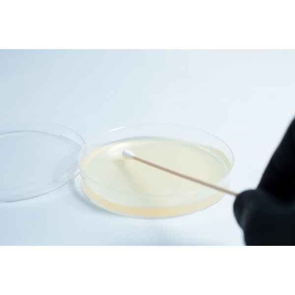 A gloved hand holds a swab above the Agar petri dish MEA School Science Fun Project Kit, which contains clear agar medium—ideal for hands-on school experiments.