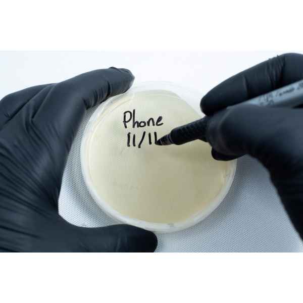 Gloved hands label an agar Petri dish MEA School Science Fun Project Kit with a black marker on a white background, perfect for school science fun projects.