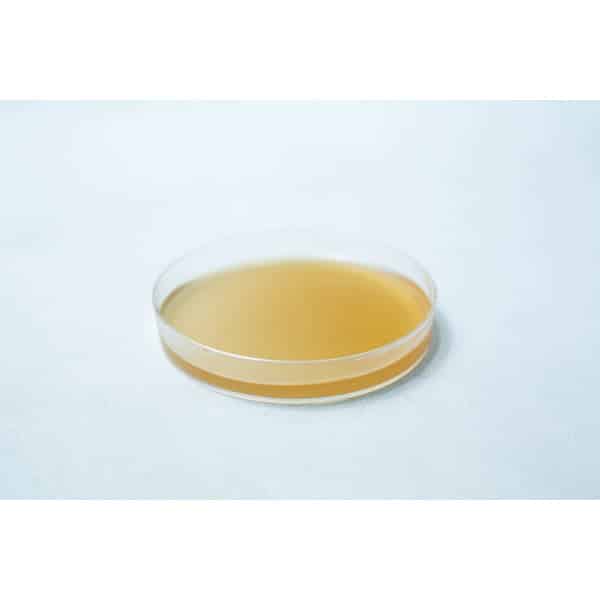 A clear 90mm petri dish filled with light brown agar on a white surface, highlighting the quality and convenience of Pre-poured MEAG Agar Plates (Antibacterial) for reliable laboratory use.