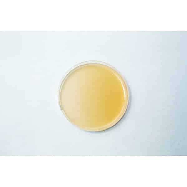 The Pre-poured MEAG Agar Plates (Antibacterial) 90mm feature a smooth, yellowish agar medium in clear petri dishes, providing convenience and reliability for your laboratory experiments.