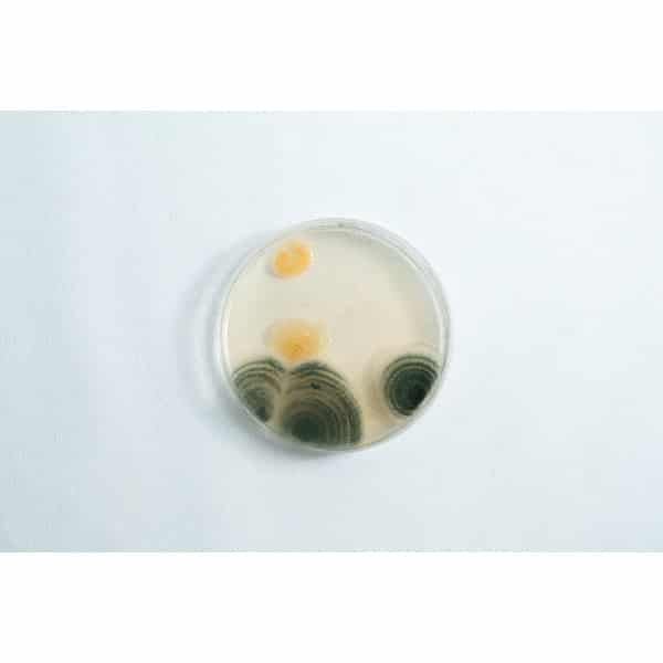 The Agar petri dish MEA School Science Fun Project Kit features yellow and dark green mould colonies on light MEA agar, ideal for engaging school experiments.
