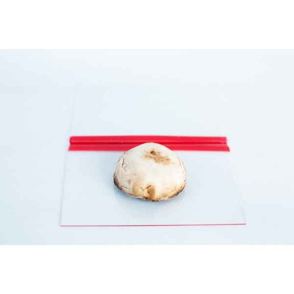 A single mushroom cap rests on a Glass Spore Print Slides booklet (12.8cm x 8.5cm x 1mm), featuring a red stripe and textured clear glass to preserve spore prints against a crisp white background.