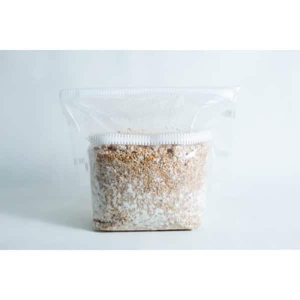 A clear plastic bag filled with grain and white mycelium, used for mushroom cultivation.