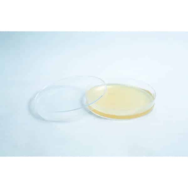 A Pre-poured MEA plates petri dish 90 mm, clear with yellowish medium, partially covered and placed on a white surface.
