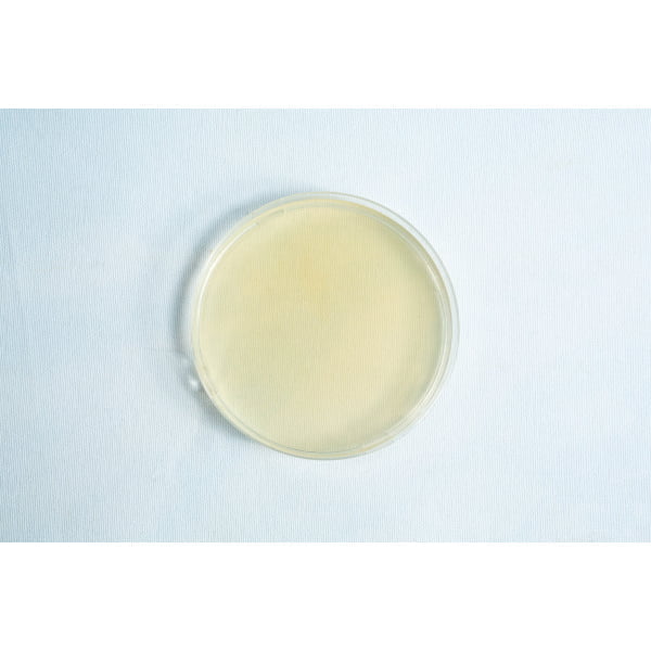 The Pre-poured MEA plates petri dish 90 mm features a clear petri dish filled with pale yellow MEA agar medium, shown on a light background.