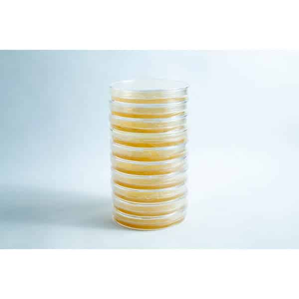 A stack of eight sealed pre-poured MEA plates Petri dish 90 mm, filled with yellowish agar, displayed on a white background.