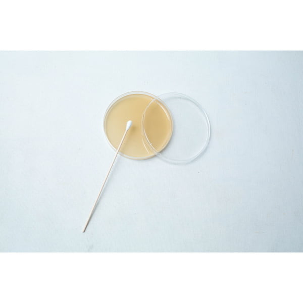 The Agar Petri Dish MEA School Science Fun Project Kit includes a cotton bud resting on an open dish with beige agar, perfect for educational experiments on a white surface.