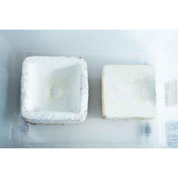 Two Mycelium Mould Growth Form - Plant pot Heavy Duty (Reusable) blocks, covered in white mould, display distinct mycelium growth as they sit inside a clear plastic container.