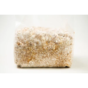 A plastic bag filled with grain colonised by white mushroom mycelium against a white background.