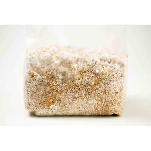 A plastic bag filled with grain colonised by white mushroom mycelium against a white background.