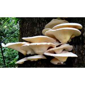 Cluster of oyster mushrooms growing on the side of a tree trunk in a forest setting.