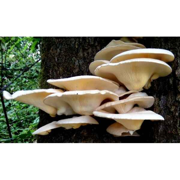 Cluster of oyster mushrooms growing on the side of a tree trunk in a forest setting.
