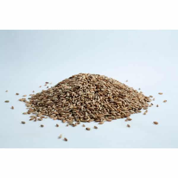 A pile of wheat grains spread on a white surface, isolated against a white background.