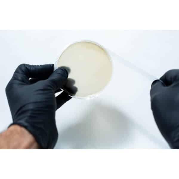 Gloved hands hold a petri dish with a transparent lid and pre-cut Parafilm strips 10x lab cut film against a white background.