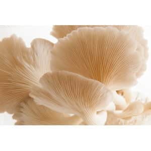 Close-up of light beige oyster mushrooms showing delicate, fan-shaped gills and smooth, curved edges.