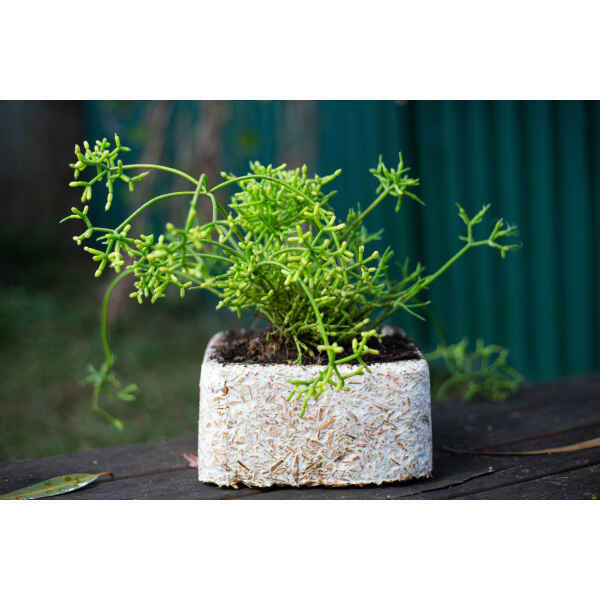 A green succulent sits in a white, textured planter on a dark wooden surface outdoors, featuring the Mycelium Mould Growth Form - Plant pot Heavy Duty (Reusable).