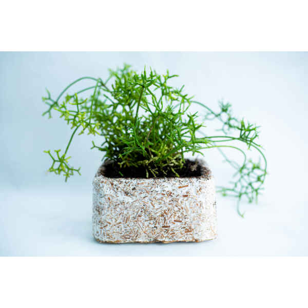 Mycelium Mould Growth Form - Plant Pot Heavy Duty (Reusable): Green plant in a rectangular, white, textured pot with subtle mould-inspired design shown against a plain light background.