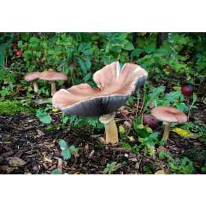 Several brown mushrooms growing in a garden bed among green plants and fallen leaves.