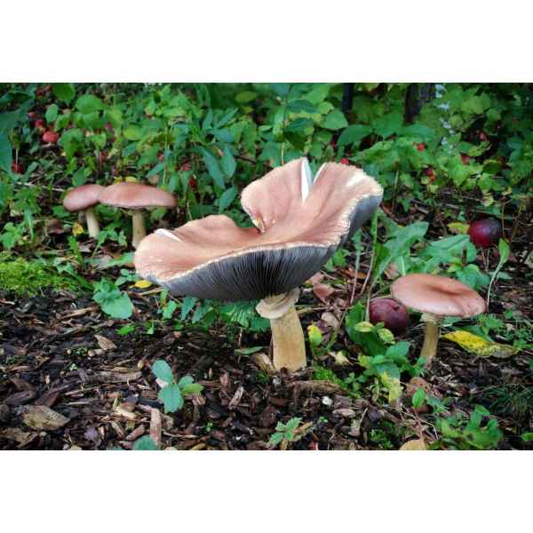 Several brown mushrooms growing in a garden bed among green plants and fallen leaves.