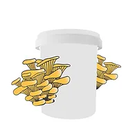 Complete Guide to Grow Mushrooms in Buckets 4 A white bucket with clusters of yellow mushrooms growing out from both sides.