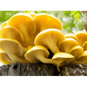 Bright yellow oyster mushrooms growing on a tree stump with a blurred green background.