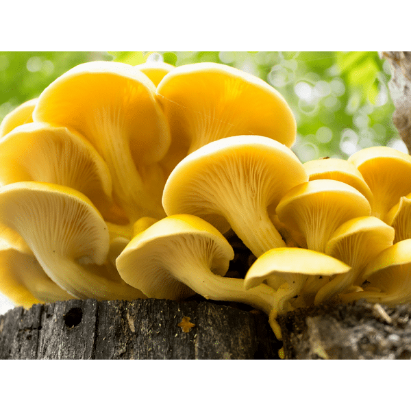Bright yellow oyster mushrooms growing on a tree stump with a blurred green background.