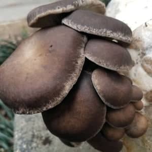 A cluster of dark brown oyster mushrooms growing closely together on a surface.