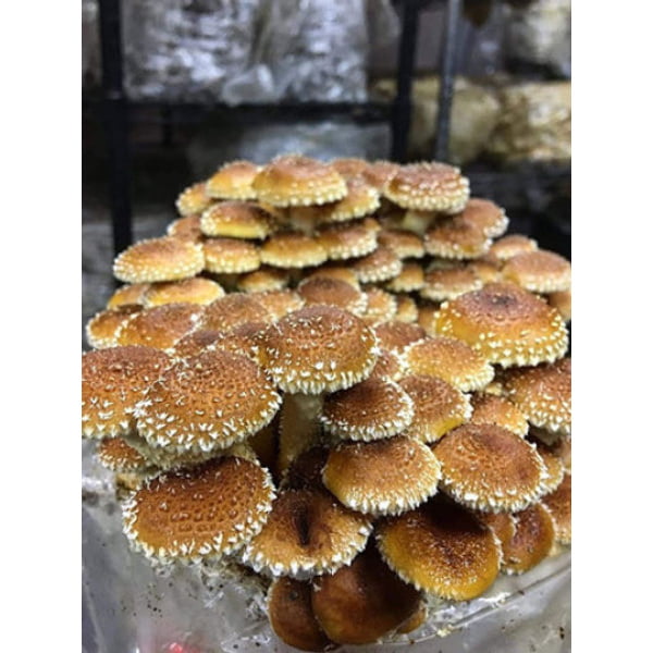 A group of mushrooms in a glass jar.