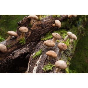 Brown mushrooms growing on a mossy, fallen log in a forest.