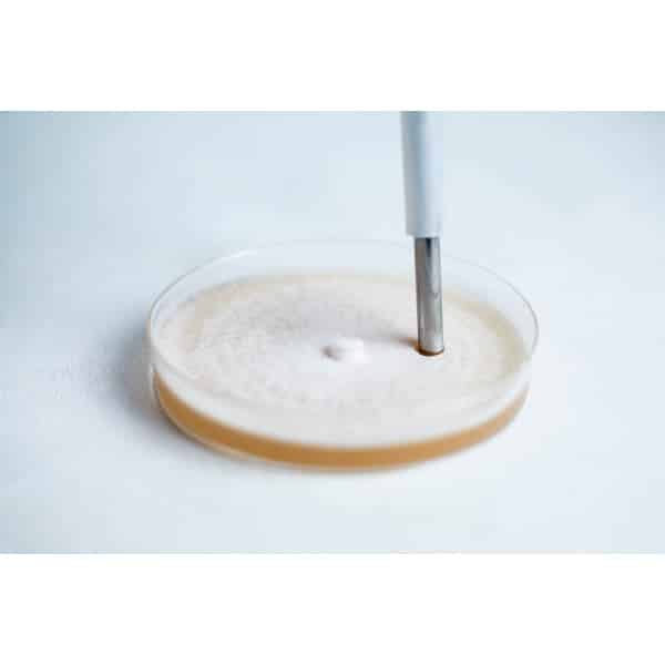 A Colonised Mushroom Culture On Agar Plate (Blue Pearl Oyster, Pleurotus columbinus) features visible mould growth interacting with a metal instrument.