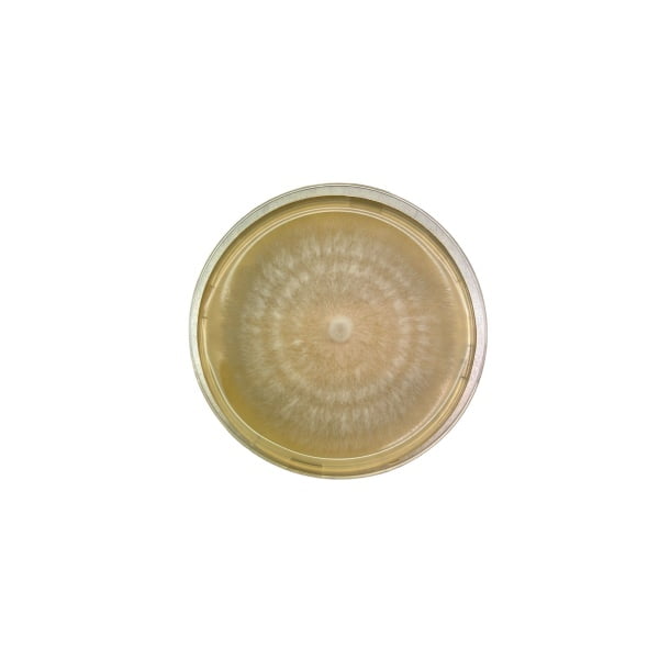 Agar punch transfer tool shown with a Petri dish featuring a circular, fuzzy mould colony on yellow agar—perfect for use in mycological studies.