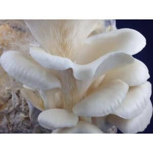 White oyster mushrooms growing in clusters, showing their smooth caps and delicate gills against a dark background.