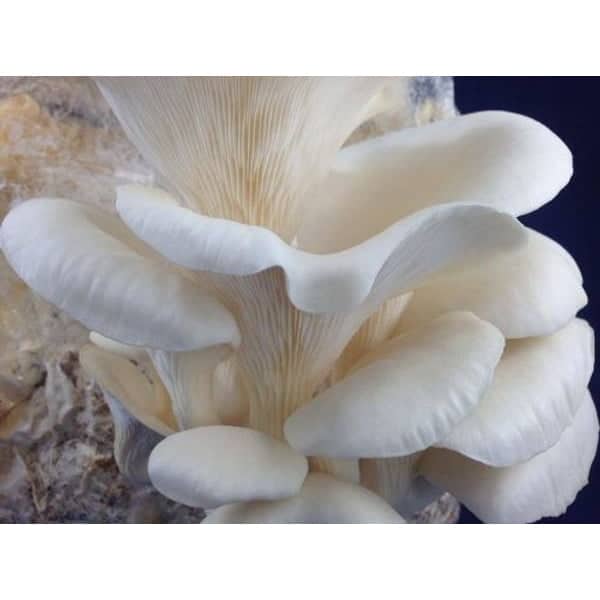 White oyster mushrooms growing in clusters, showing their smooth caps and delicate gills against a dark background.
